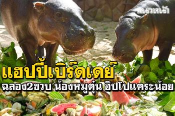 ฉลองครบ2ขวบ! เบิร์ดเดย์น้อง\'หมูตุ๋น\' ฮิปโปแคระแห่งสวนสัตว์เปิดเขาเขียว
