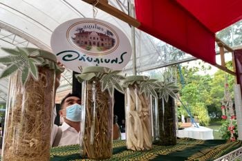 อภัยภูเบศรร่วมงาน\'วันภูมิปัญญาแพทย์แผนไทย\' ยกกัญชาฟื้นตำนาน อาหาร และยา