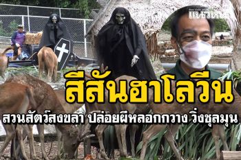 วันฮาโลวีน! สวนสัตว์สงขลา ปล่อยผีหลอกกวาง สร้างสีสันให้นักท่องเที่ยว