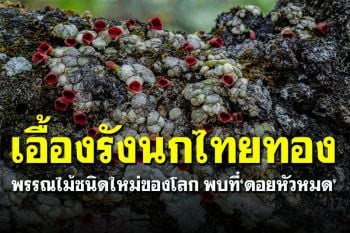 มารู้จัก \'เอื้องรังนกไทยทอง\' พรรณไม้ชนิดใหม่ของโลก พบที่ \'ดอยหัวหมด\'