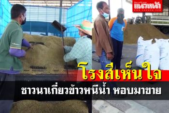 ชาวนาจำใจหอบข้าวเปลือก เกี่ยวหนีน้ำมาขาย โรงสียันไม่กดราคา