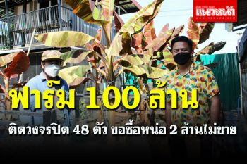 อึ้งไปเลย! หนุ่มปลูก \'กล้วยด่างแดงอินโด\' เป็นดงมูลค่าเตะ  100 ล้าน