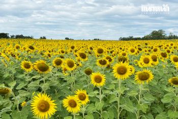 ฤดูกาลท่องเที่ยว! \'ทุ่งทานตะวัน\' ลพบุรี แปลงแรกบานสะพรั่งรับลมหนาว