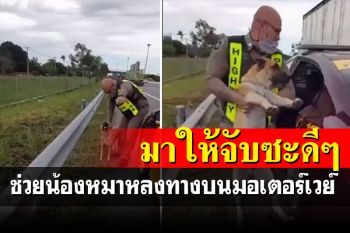 แห่ชื่นชม! 2 ตร.ทางหลวงเกลี้ยกล่อมช่วยชีวิต\'น้องหมา\'หลงทางบนมอเตอร์เวย์