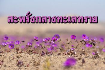 ผลิดอกงดงามแม้กลางทะเลทราย ชวนชม\'ดอกไม้\'ม่วงสะพรั่งในชิลี