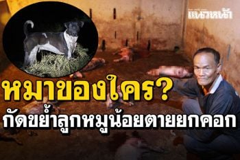 หมาพันธุ์ไทยคลั่ง! กระโจนกัดขย้ำลูกหมูน้อยตายยกคอก บางตัวกัดกินเนื้อ