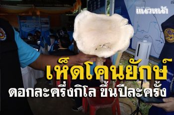 เคยเห็นเปล่าเห็ดโคนยักษ์! หนักดอกละครึ่งกิโล ขึ้นปีละครั้งที่ระนอง