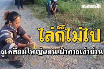 เหลือมใหญ่นอนเฝ้าทางเข้าบ้าน ไล่ไม่ยอมไปไหน คาดงูเจ้าที่มาให้โชคลาภ