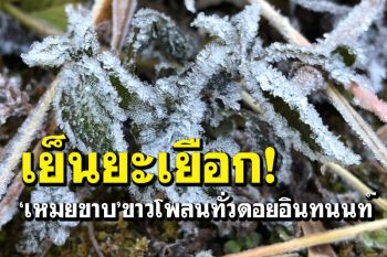 หนาวสะท้าน! \'ดอยอินทนนท์\'​อุณหภูมิ​ลดฮวบเหลือ4องศา ‘เหมยขาบ’ขาวโพลนทั่วดอย