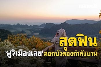 เที่ยวภูป่าเปาะจุดชมวิวภูหอ \'ฟูจิเมืองเลย\' สุดฟินกับดอกบัวตองที่กำลังบาน