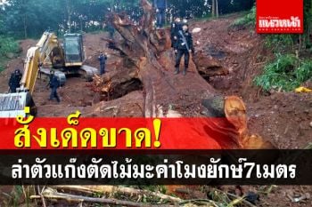 \'วราวุธ\'สั่งล่าตัวกลุ่มลักลอบตัด\'ไม้มะค่าโมงยักษ์\'ในเขตป่าสงวนจ.น่าน