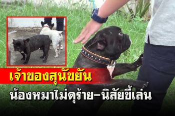เจ้าของหมาไล่กัดเพื่อนบ้านยันไม่ใช่พิทบูลเป็นพันธุ์ \'เฟรนช์บูลด็อก\' ไม่ดุร้ายนิสัยขี้เล่น