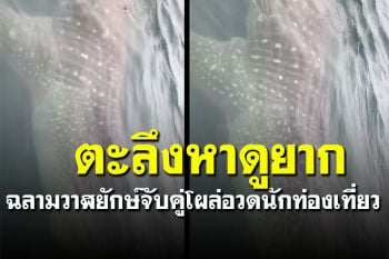 ตะลึง! ฉลามวาฬยักษ์ตัว 7-10 เมตร ว่ายมาแพ็คคู่อวดสายตานักท่องเที่ยว