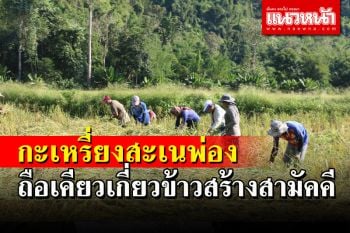 ชาวกะเหรี่ยงบ้านสะเนพ่อง ถือเคียวเกี่ยวข้าวลงแขก สร้างความรักความสามัคคี