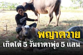 พบ \'พญาควาย\' ที่ขอนแก่นลืมตาดูโลกได้ 5 วันคนขอซื้อราคาพุ่ง 5 แสนเจ้าของไม่ขาย