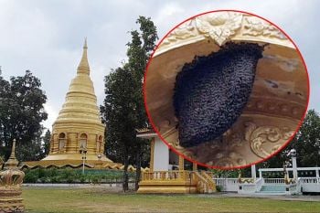 ชาวพะเยาฮือฮา! \'ผึ้งหลวง-ต่อหัวเสือ\'ทำรังเจดีย์โบราณอายุกว่า 1,000 ปี