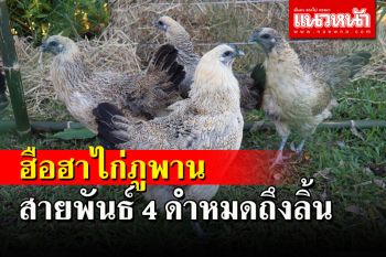 ฮือฮา! เปิดตัวไก่ดำภูพานสายพันธ์ 4 ดำหมดถึงลิ้น