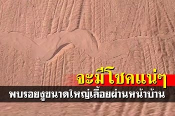 แห่ส่องเลขที่บ้าน-ทะเบียนรถ เจ้าของเจอรอยงูใหญ่เลื้อยผ่าน