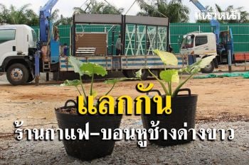 หนุ่มระยองยกร้านกาแฟใส่รถบรรทุก 6 ล้อ 3 คันแลกบอนหูช้างด่างขาว