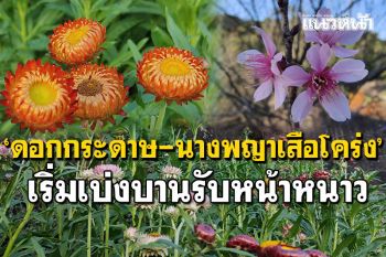 สวยงาม! \'ดอกกระดาษ-ดอกนางพญาเสือโคร่ง\' เริ่มเบ่งบานรับฤดูหนาวแล้ว