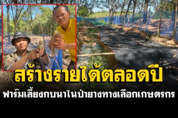อีกหนึ่งทางเลือกเกษตรกร! ฟาร์มเลี้ยงกบนาในป่ายางพารา ลดรายจ่าย แถมกำไรงาม