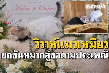 แฮปปี้วันวิวาห์! เอ็นดูงานแต่งแมวเหมียว ยกขันหมากสู่ขอตามประเพณี