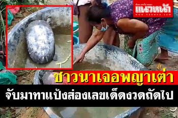 ชาวบ้านเมืองช้างลงนาเกี่ยวข้าวเจอพญาเต่าตัวใหญ่เลยจับมาทาแป้งส่องเลขเด็ด
