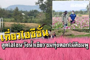 เที่ยวไฮซีชั่น\'วังน้ำเขียว\' อากาศหนาว15องศา สูดโอโซนชมทุ่งดอกไม้สีชมพู