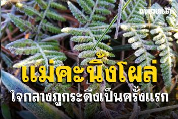 เลยหนาวมาก! แม่คะนิ้งโผล่ใจกลางภูกระดึงเป็นครั้งแรก อุณหภูมิ 6 องศา