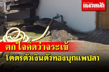 สาวกรี๊ดลั่น! โคตรตัวเงินตัวทองตัวเขื่องบุกแพปลา คิดว่าเป็นจระเข้