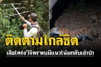 คืบหน้าเสือโคร่ง\'วิจิตร\' พบมีแนวโน้มมุ่งหน้ากลับเข้าป่า จนท.ยังติดตามใกล้ชิด
