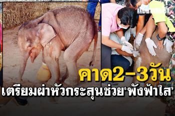 คาด2-3วันเสี่ยงวางยา! ผ่าหัวกระสุนช่วย\'พังฟ้าใส\' สั่งทีมสัตว์แพทย์ดูแลใกล้ชิด