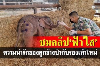 มาแล้ว! ชมคลิปความน่ารักของ\'น้องฟ้าใส\'ลูกช้างป่ากับรองเท้าใหม่