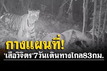 เปิดแผนที่การเดินทาง\'เสือวิจิตร\' 7วันเดินทางไกล 83 กม. ผ่านวัด-สำนักสงฆ์ 6 แห่ง