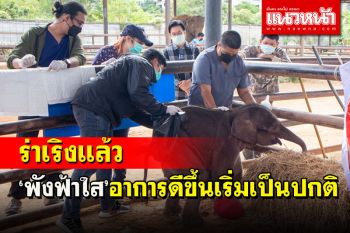 ข่าวดี! \'พังฟ้าใส\' ลูกช้างป่าร่าเริงแล้ว พบอาการดีขึ้นเริ่มเป็นปกติ