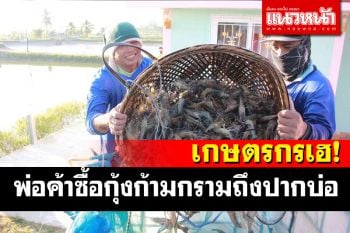 ผู้เลี้ยงกุ้งก้ามกรามรับทรัพย์! พ่อค้าซื้อถึงปากบ่อรับเปิดเมืองผ่อนคลายโควิดใกล้ปีใหม่