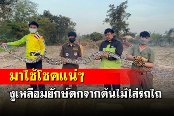 เชื่อมาให้โชค! งูเหลือมยักษ์ตกจากต้นไม้ใส่รถไถขณะคนขับกำลังปรับที่ดิน