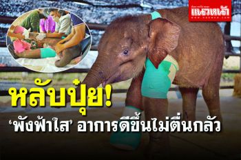 น่าเอ็นดู! \'พังฟ้าใส\' นอนหลับปุ๋ยตอนทำแผล อาการดีขึ้นไม่ตื่นกลัว