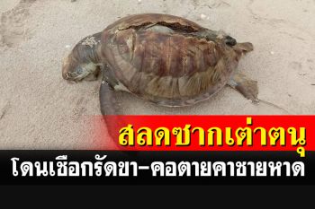 สลด!​ พบซาก\'เต่าตนุ\'เกยตื้นตายคาหาด โดนเชือกรัดขาและคอ