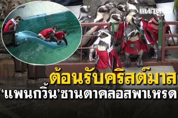 ต้อนวันคริสต์มาส! ขบวน\'แพนกวิ้น\'ซานตาคลอสพาเหรด ส่งความสุขนักท่องเที่ยว
