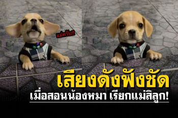 คนดูเป็นล้าน! สอนให้น้องหมาเรียก\'แม่ครับ\' หนูก็จัดให้ตามคำขอ(คลิป)