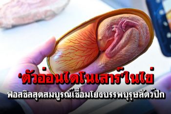 ฟอสซิล‘ตัวอ่อนไดโนเสาร์’ในไข่ เชื่อมโยงบรรพบุรุษสัตว์ปีก