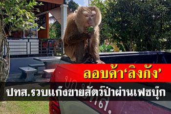 ปทส.รวบชายวัย51ลอบขายสัตว์ป่าผ่านเฟซบุ๊ก ช่วย‘ลิงกัง’รอด
