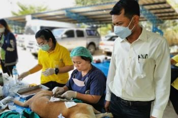 ฉะเชิงเทราเตรียมระวังเข้ม‘สุนัข-แมวจรจัด’ในสถานที่ท่องเที่ยว