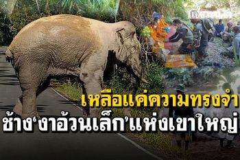 เหลือไว้แต่ความทรงจำ! ช้างพลาย\'งาอ้วนเล็ก\' แห่งอุทยานแห่งชาติเขาใหญ่
