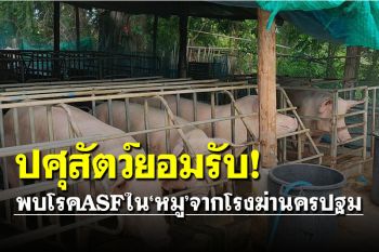 ด่วน!! \'กรมปศุสัตว์\'ประกาศยอมรับพบโรค ASF ในหมู จากโรงฆ่านครปฐม