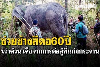 เจ้าหน้าที่อช.แก่งกระจาน เร่งช่วย\'เจ้าด้วน\' ช้างสีดอวัย60ปี บาดเจ็บจากการต่อสู้