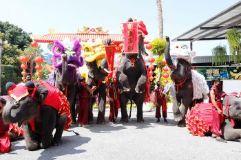 สร้างสีสัน! \'สวนนงนุช\'จัดช้างแสนรู้ เชิดสิงโตรับเทศกาลตรุษจีน