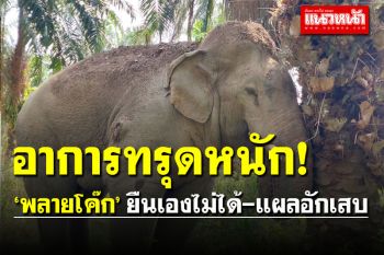 \'พลายโค๊ก\' ทรุดหนัก \'ยืนเองไม่ได้-แผลมีหนองอักเสบ\'