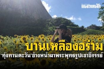 เหลืองอร่าม! ทุ่งดอกทานตะวัน บานสะพรั่งข้างหน้าผาพระพุทธรูปเขาชีจรรย์
